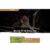Wild Zoo Multipage – HTML Template